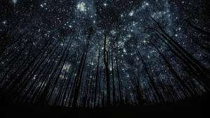透過森林中光禿的樹枝看到的滿天星斗的夜空。 — 晚安 壁紙