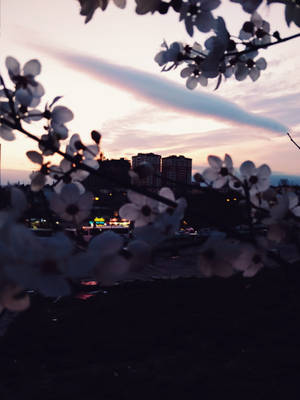 櫻花剪影映襯暮色城市景觀。 — 城市燈光 壁紙