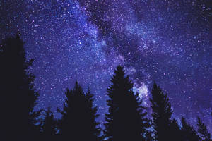 松樹剪影映襯著充滿活力的星空和銀河。 — 藍色銀河 壁紙