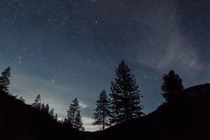 剪影的松樹在星空夜空下，帶有微弱的雲。 — 星空動畫 壁紙