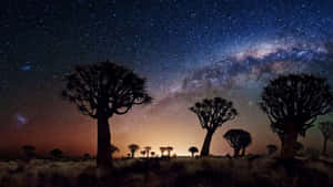 箭袋樹在繁星點點的夜空下形成剪影，銀河清晰可見。 — 沙漠 壁紙