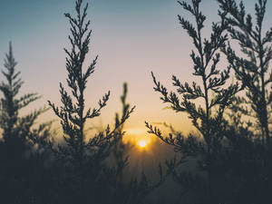 夕陽穿過剪影般的常綠樹枝，散發出溫暖的光芒。 — 暗色花卉 壁紙