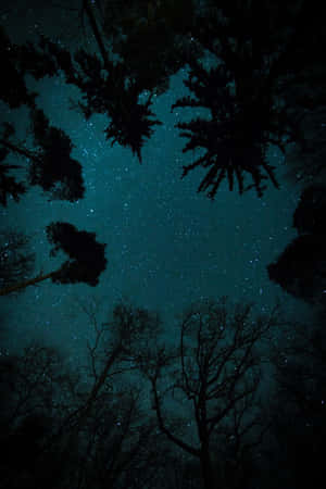 夜間透過深色樹木剪影看到的滿天星斗的青綠色天空。 — 星星 壁紙