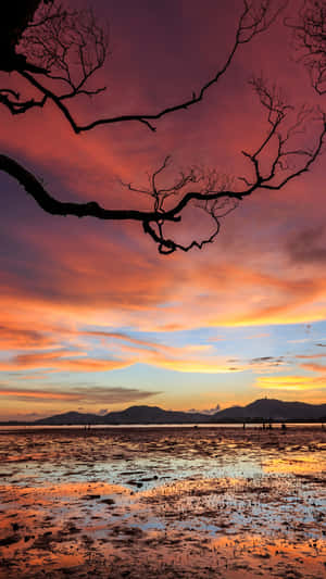 剪影般的樹枝襯托著濕潤潮灘上熾熱的日落，遠方有山脈。 — 夕陽天空 壁紙