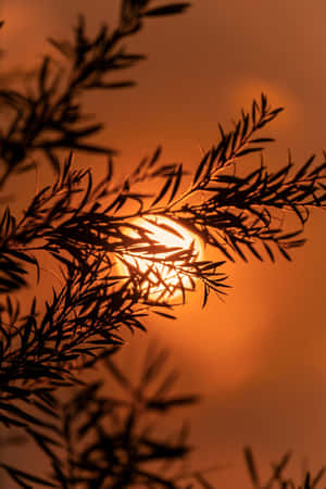 夕陽穿過剪影般的樹枝，投射出溫暖的橙色光芒。 — 橘色 壁紙