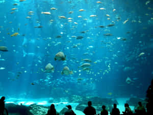 人們觀看魚在大型水族箱中游動。 — 水族箱 壁紙