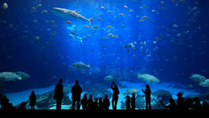 人們以剪影形式觀看鯊魚和魚在大型水族箱中游泳。 — 水族箱 壁紙