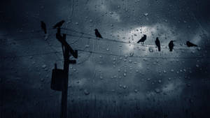 鳥兒在雨中暴風中在電線上形成剪影，透過濕窗觀看。