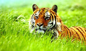 動物星球背景 — 野生動物 壁紙
