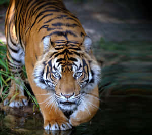 動物星球頻道背景 — 野生動物 壁紙
