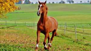 Animal Horse HD Wallpaper | Background Image — 賽馬 壁紙