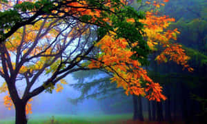 十月圖片 — 最佳秋季 壁紙