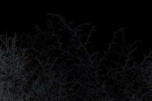 午夜樹枝剪影，深色背景下的自然靜謐之美