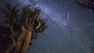 在滿天繁星和流星下的古樹。 — 星空動畫 壁紙