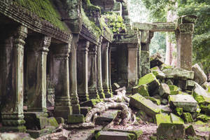 被苔蘚和樹根覆蓋的古老寺廟遺跡，位於叢林中。
