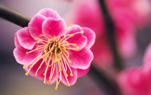 可愛的李花