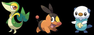 第五世代初始寶可夢 Pokémon Go，高清PNG下載 — Pokémon 手機 壁紙