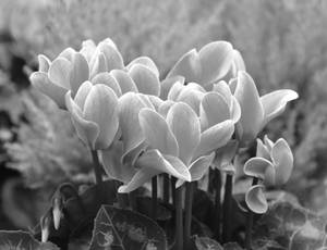 仙客來花朵的黑白照片，花瓣和葉子細節清晰。 — 仙客來 壁紙