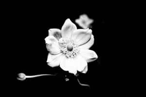 一朵白花，花瓣柔軟，花心深色，襯托在黑色背景上。 — MacBook Air 15 壁紙