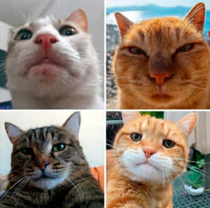 四隻貓咪在特寫中展現有趣和嚴肅的表情。 — 可愛 壁紙