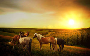 四匹馬在日落時分的金色田野中吃草，遠處有起伏的山丘和樹木。 — 農場 壁紙