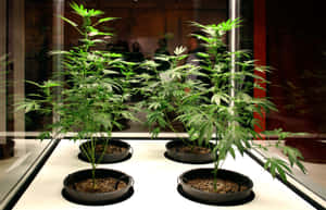 四棵大麻植物種在黑色花盆中，在室內明亮的燈光下展示。 — 植物美學 壁紙