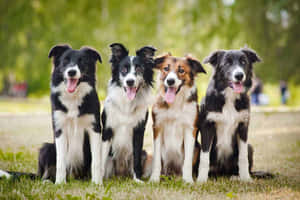 四隻邊境牧羊犬坐在草地上伸出舌頭，看起來很開心 — 可愛小狗 壁紙
