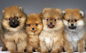 四隻可愛的毛茸茸博美犬幼犬在攝影棚環境中坐在一起。 — 可愛小狗 壁紙
