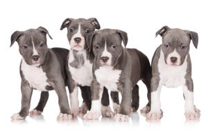 四隻灰色和白色的比特犬幼犬站在白色反光表面上排成一排。 — 比特犬幼犬 壁紙