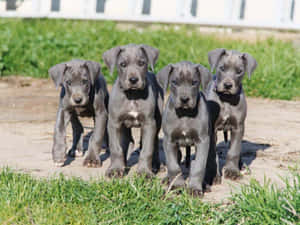 四隻灰色大丹犬幼犬一起站在一條有草的泥路上。 — 可愛小狗 壁紙