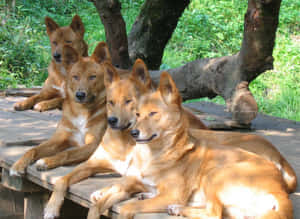 四隻紅棕色狗在樹下的木平台上休息。 — 野生動物 壁紙