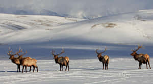 四隻長著大角的麋鹿站在雪地裡，背景是山脈。 — 野生動物 壁紙