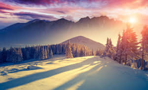 積雪的山景，松樹沐浴在金色的日出光中。 — 日落 壁紙