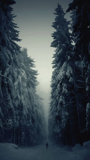 一個孤獨的人穿過有高大松樹的雪地森林。