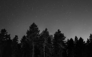 在可見流星軌跡的星空下，黑暗的松樹林。 — 夜晚 壁紙