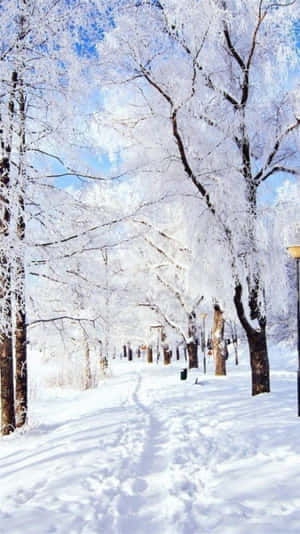 晴朗藍天下，積雪小徑兩旁是結霜的樹木。 — 冬季風景 壁紙
