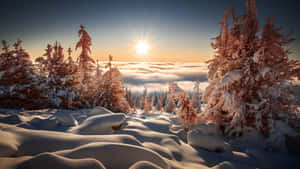 山景中，雲海之上的日出時分，白雪覆蓋的松樹。 — 冬季風景 壁紙