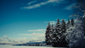 白雪覆蓋的常綠樹木在明亮的藍天下，遠山相伴。 — 冬季風景 壁紙