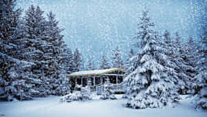 在輕柔的降雪中，被常青樹環繞的積雪小屋。 — 冬季風景 壁紙