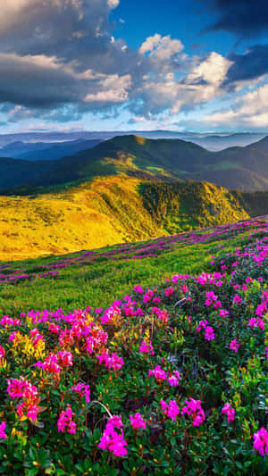 日落時分，粉紅色的野花覆蓋了山坡，背景是起伏的丘陵。 — 雪山 壁紙