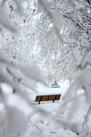 冬日公園中，被霜凍樹枝框住的雪覆蓋長椅。 — 冬季風景 壁紙