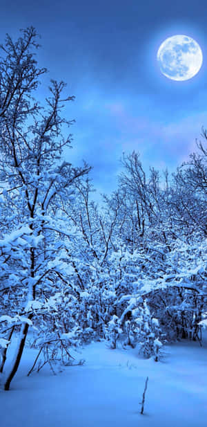 夜晚明亮的滿月下積雪的森林 — 冬季風景 壁紙