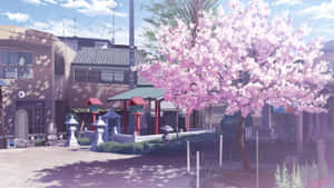 陽光明媚的日子裡，日本神社前的粉紅色櫻花樹。 — 櫻花 壁紙