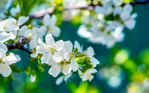 樹枝上的白色花朵，帶有綠葉和柔和的背景散景。 — 春天 壁紙
