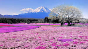 以富士山為背景的粉紅色和紫色花田 — 春天 壁紙