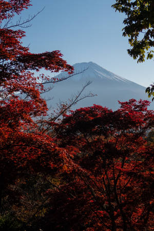 秋天紅色楓樹框住的富士山。 — 富士山 壁紙