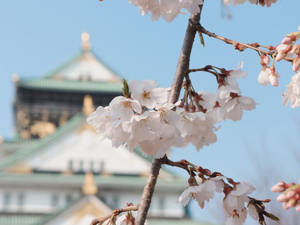 晴朗日子裡日本城堡前的櫻花。 — 東京喰種風格 壁紙