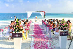 海灘婚禮，粉紅花瓣和白色椅子面向海洋。 — 婚禮 壁紙