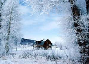 霜凍覆蓋的樹木環繞著雪地冬季景觀中的一座木屋。 — 冬季風景 壁紙
