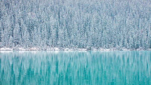 積雪的松樹倒映在平靜的碧綠湖水中。 — 冬季風景 壁紙